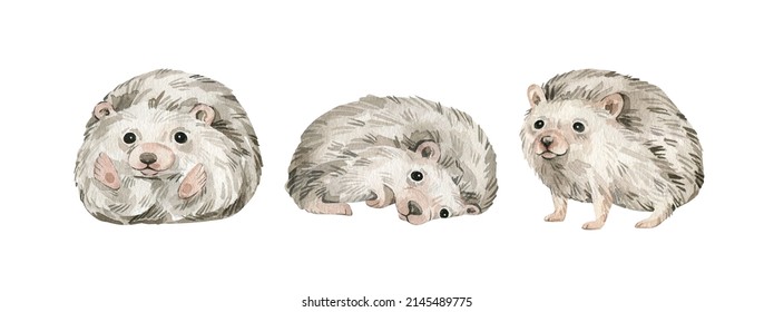 Watercolor Cute Forest Animals. Baby Hedgehog. Hand-painted Woodland Wildlife. 