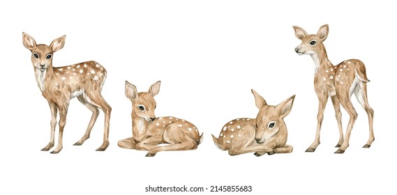 Watercolor Cute Forest Animals. Baby Deers. Hand-painted Woodland Wildlife. 