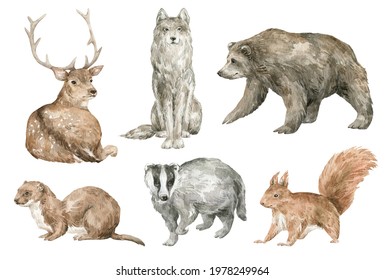 Watercolor Cute Forest Animals. Brown Bear, Wolf, Deer, Badger, Squirrel, Weasel. Hand-painted Woodland Wildlife. 