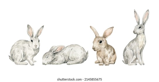 Watercolor Cute Forest Animals. Hare, Rabbit, Bunny. Hand-painted Woodland Wildlife. 