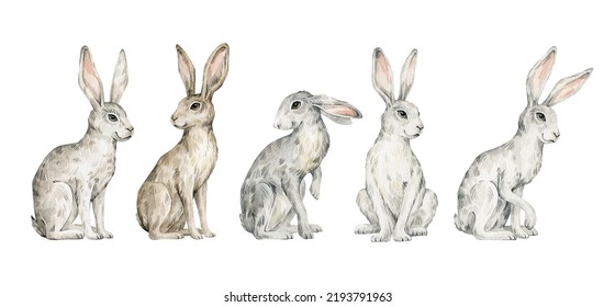 Watercolor Cute Hare, Rabbit, Bunny. Wild Forest Animals. Hand-painted Woodland Wildlife. 