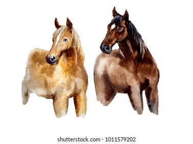 Watercolor cute horse on the white background