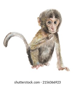 Watercolor cute monkeys isolated on white background. Hand drawn illustration primate animal macaque. Tropical wildlife. Ape character, for textile, wallpaper, poster. Close-up. Clip art.