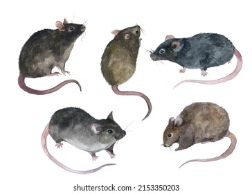 Watercolor Cute Rat And Mouse. Fluffy Animals. Drawing Animals. Forest Animal. Gray Mouse. Isolated Animals On The White Background. Drawing Domestic Animals