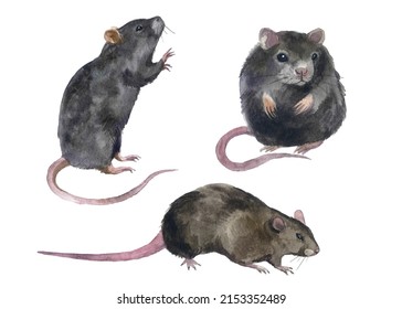 Watercolor Cute Rat And Mouse. Fluffy Animals. Drawing Animals. Forest Animal. Gray Mouse. Isolated Animals On The White Background. Drawing Domestic Animals