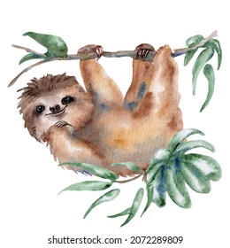 Watercolor Cute Sloth Jungle Animal Illustration Painting