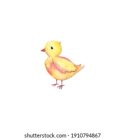 Watercolor Cute Yellow Baby Chicken Isolated On White Background. Chick. Easter. Hand Drawing.