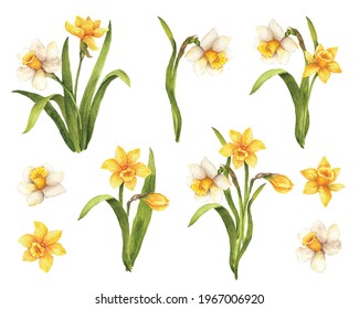 Watercolor daffodil flowers, hand painted watercolor illustration of narcissus flower