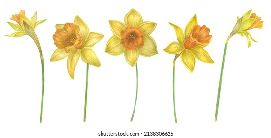 Watercolor daffodil flowers set. Spring yellow flowers set isolated on white background