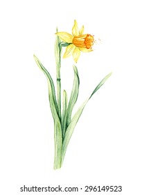 Watercolor Daffodil. Hand drawn floral illustration. Floral design element