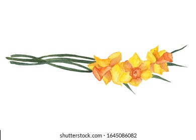 Watercolor daffodil or narcissus flower composition isolated on white. Hand drawn spring floral objects for spring season design. Three flowers, leaves, branches, composition for decoration. Clip art.