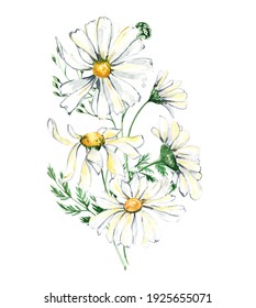 Watercolor Daisy Bouquet Clipart, Chamomile Flowers Clipart, Hand Painted Daisies Arrangements, Watercolor White Flowers, Meadow Flowers Isolated For Baby Shower, Wedding, Birthday Card, Easter