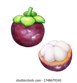 watercolor dark purple whole mangosteen with green branch and half mangosteen exotic tropical fruit