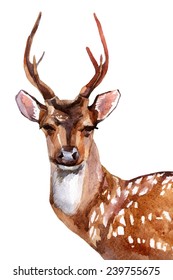 Watercolor Deer Head Front View Stock Illustration
