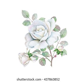 Watercolor Delicate White Roses