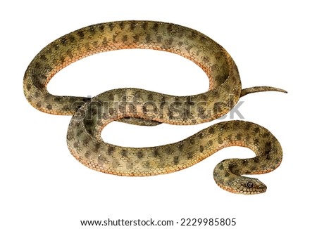 Watercolor the dice snake or water snake (Natrix tessellata). Hand drawn snake illustration isolated on white background.