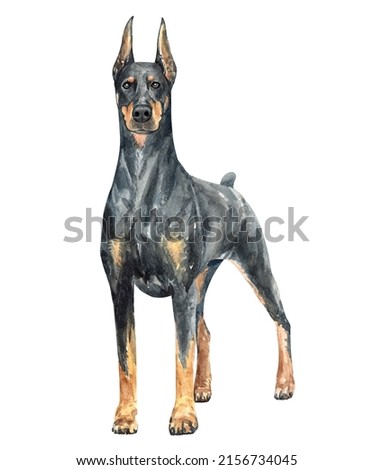 Watercolor Doberman of a dog drawing. Doberman standing layer path, clipping path POD, Doberman clipping path isolated on white background.