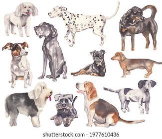 Watercolor Dog Illustrations Isolated On White. Different Dogs Breeds. Set Of Cute Dogs. Dalmatian, Beagle, Bulldog, Terrier, Poodle. Puppies.  