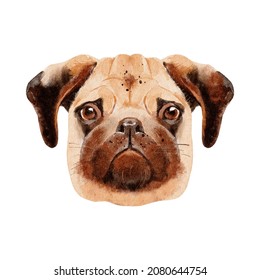 Watercolor dog pet breed Pug portrait illustration. Painted isolated on white background