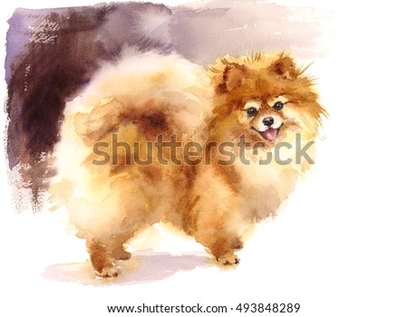 Watercolor Dog Pomeranian Portrait Hand Painted Cute Animals Pets Illustration 