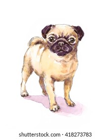 Watercolor Dog Pug Portrait - Hand Painted Animals Pets Illustration isolated on white background
