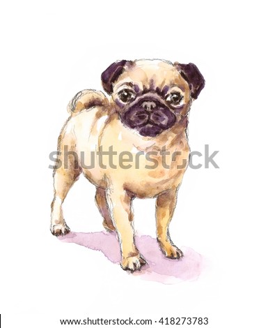 Watercolor Dog Pug Portrait - Hand Painted Animals Pets Illustration isolated on white background