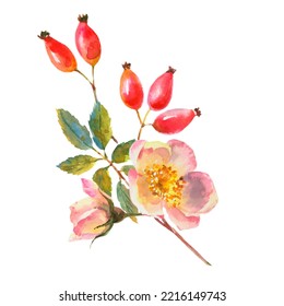 Watercolor dog-rose Briar with berries, flowers and green leaves, isolated on white background.