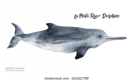 Watercolor dolphin hand painted illustration isolated on white background. Realistic underwater animal art. 