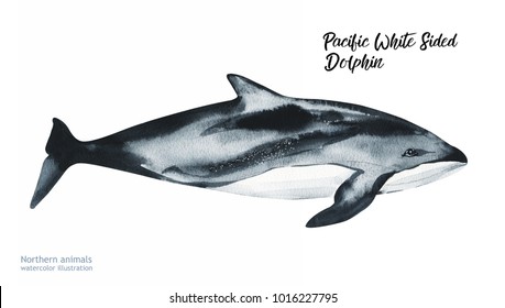 Watercolor dolphin hand painted illustration isolated on white background. Realistic underwater animal art. 