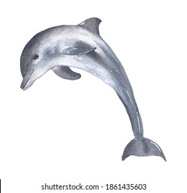 Watercolor dolphin isolated on white background. Undersea world. Undersea animal