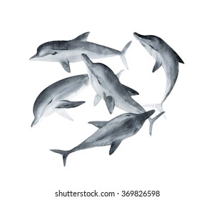 Watercolor Dolphins Painting.  Hand painted realistic whale illustration isolated on white background. Realistic underwater animal art. 