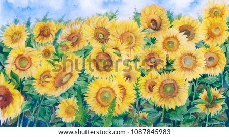 Watercolor draw of bright summer sunflower field, field of gold, yellow flowers of Tuscany