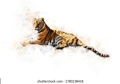 Watercolor Draw Style - Portrait of a lying tiger on a white background
