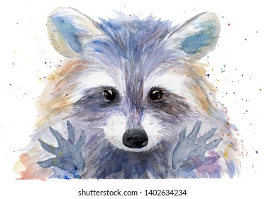 Watercolor Drawing Of An Animal - Colored Raccoon, Sketch