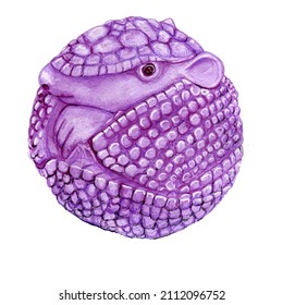 Watercolor Drawing Of An Armadillo Curled Up In A Purple Ball.