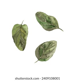 Watercolor drawing of aromatic herbs of spinach leaves, isolated illustration on a white square background drawn by hand. Healthy vegetarian food. It can be used in graphic and printing design. - Powered by Shutterstock