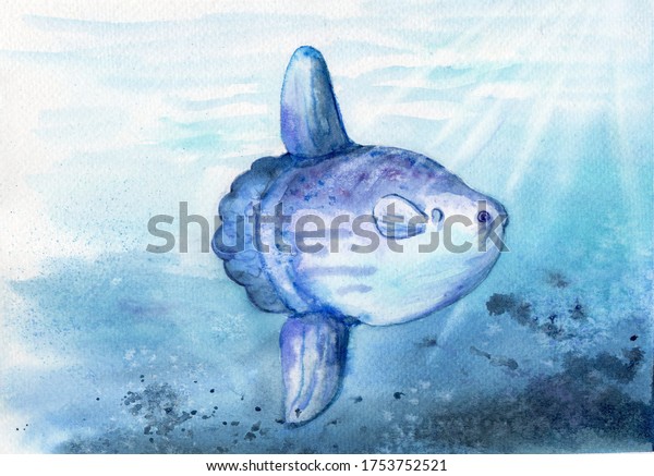 Watercolor Drawing Big Moon Fish Mola Stock Illustration