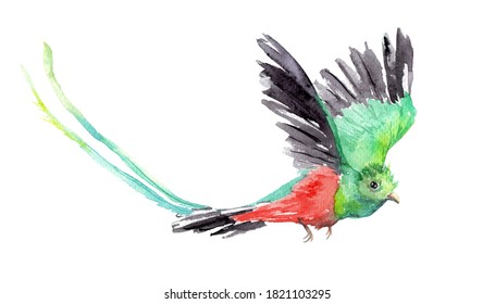 watercolor drawing of a bird - Resplendent Quetzal in flight