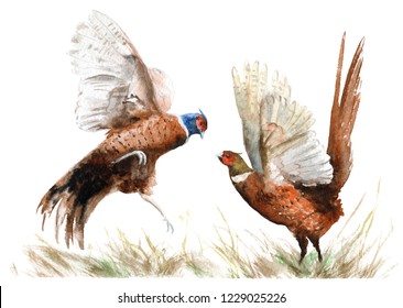 watercolor drawing of a bird. two pheasants in the grass