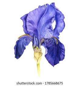 Watercolor Drawing Blue Iris Flower Floral Stock Illustration ...