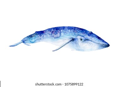 Watercolor Drawing Of A Blue Whale, Balaenoptera Musculus