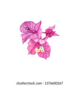 watercolor drawing Bougainvillea flower isolated at white background, hand drawn illustration