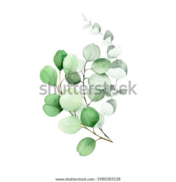 Watercolor Drawing Bouquet Eucalyptus Leaves Flower Stock Illustration ...