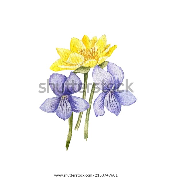 watercolor drawing bouquet of spring\
flowers, yellow false hellebore and violets isolated at white\
background , hand drawn botanical\
illustration