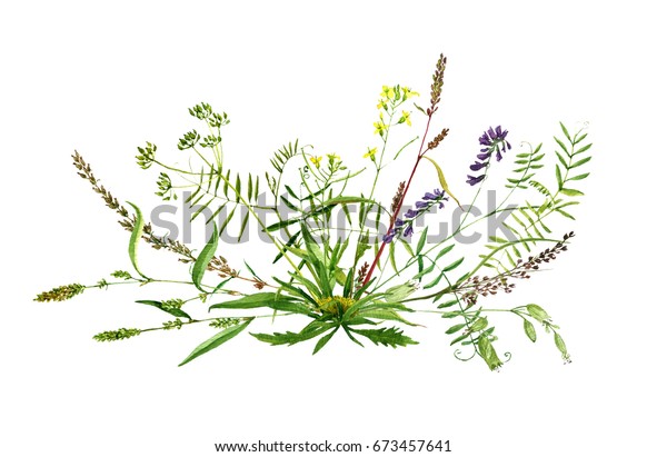 野生の花の水彩画のブーケ 塗り野菜 ビンテージスタイルの植物イラスト カラー花柄組成 挨拶やギフトカード用の手描きのテンプレート ハーブスケッチ の イラスト素材