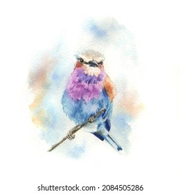 Watercolor Drawing Bright Bird Lilac - Breasted Blue Lark