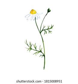 カミツレ花 のイラスト素材 画像 ベクター画像 Shutterstock