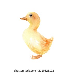 Watercolor Drawing Chick Duckling Symbol Spring Stock Illustration ...