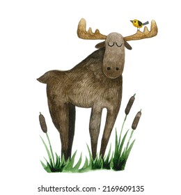 Watercolor Drawing, Clipart. Cute Moose Character. Children's Illustration Forest Animal Brown Elk.