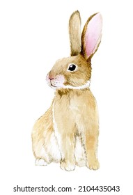 watercolor drawing. cute rabbit. easter bunny, hare isolated on white background clipart. realistic drawing, illustrationwatercolor drawing. cute rabbit. easter bunny, hare isolated on white backgroun
